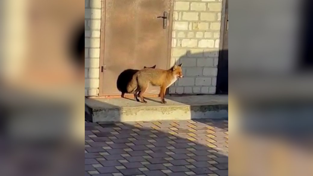 Двоє людей на вакцинації: у селищі на Рівненщині виявили сказ у лисиці