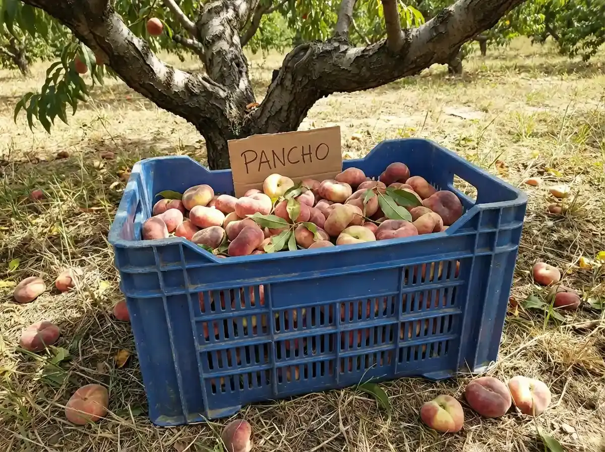 Саджанці персику