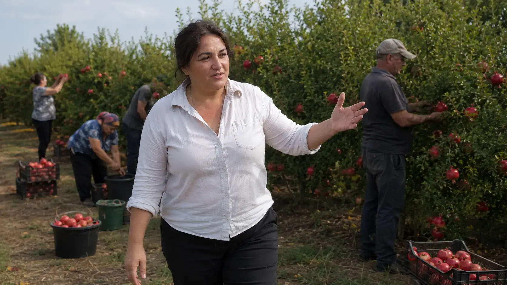 Фото: Наталія разом з невеликою командою працівників серед молодих гранатових дерев, весняний день, реальні звичайні люди за роботою